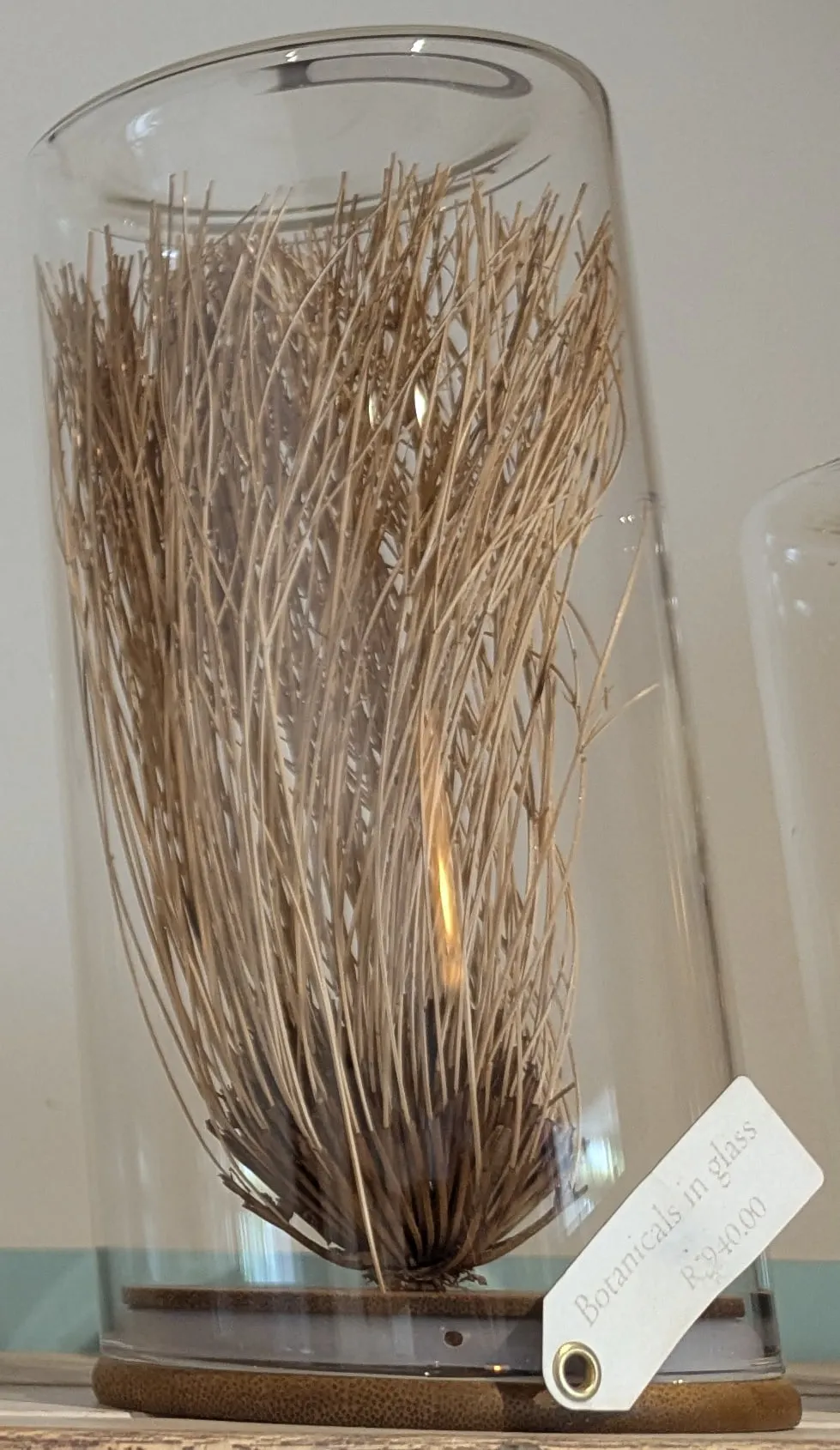 A large full bundle of dried reeds under a big glass dome
