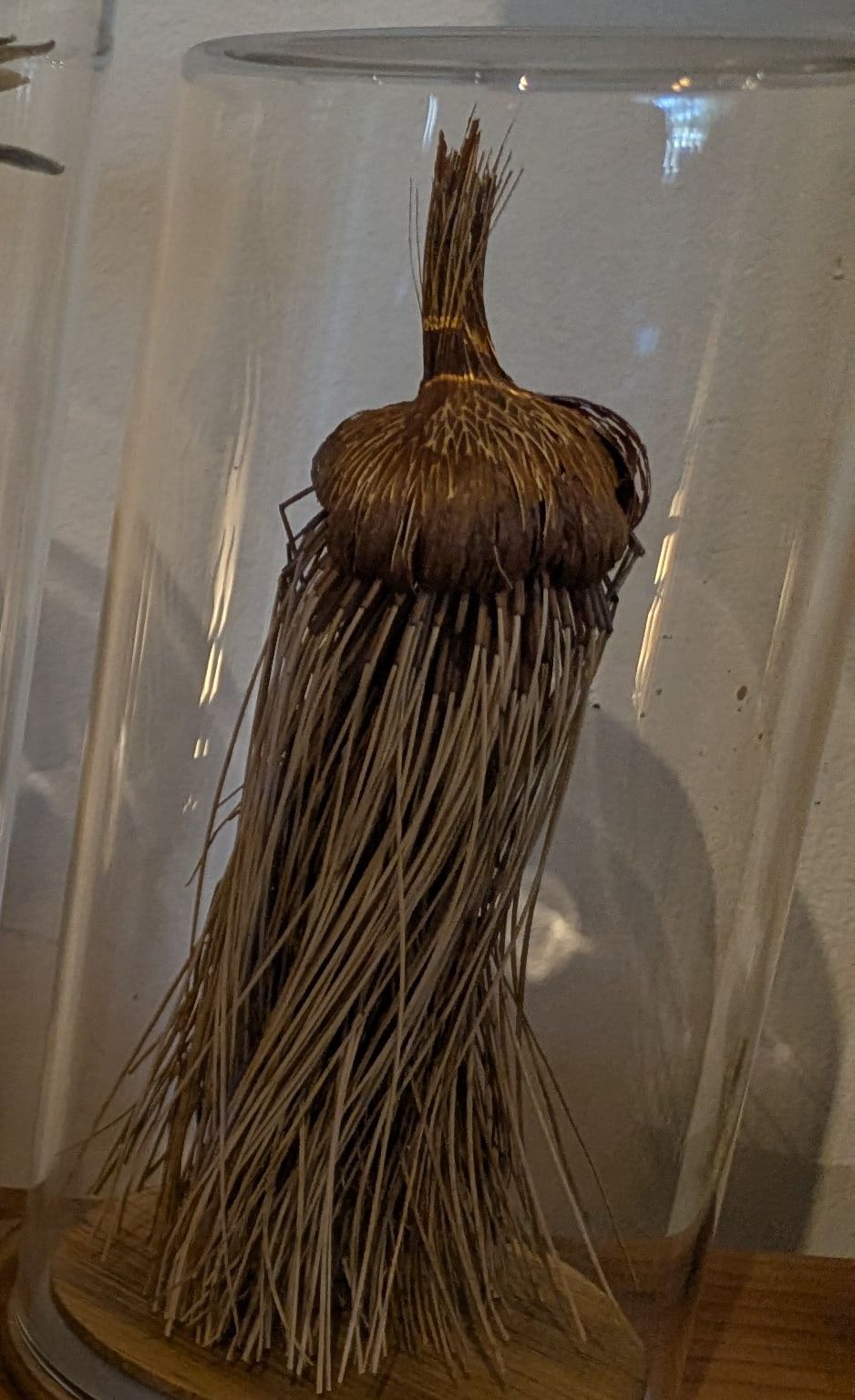 A tied bundle of fine dried reeds with a round seed head standing under a glass dome