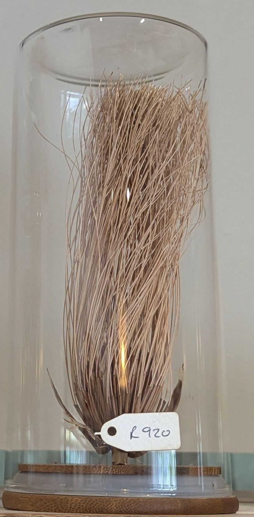 Dried reeds gathered at the base and swept sideways under a glass dome