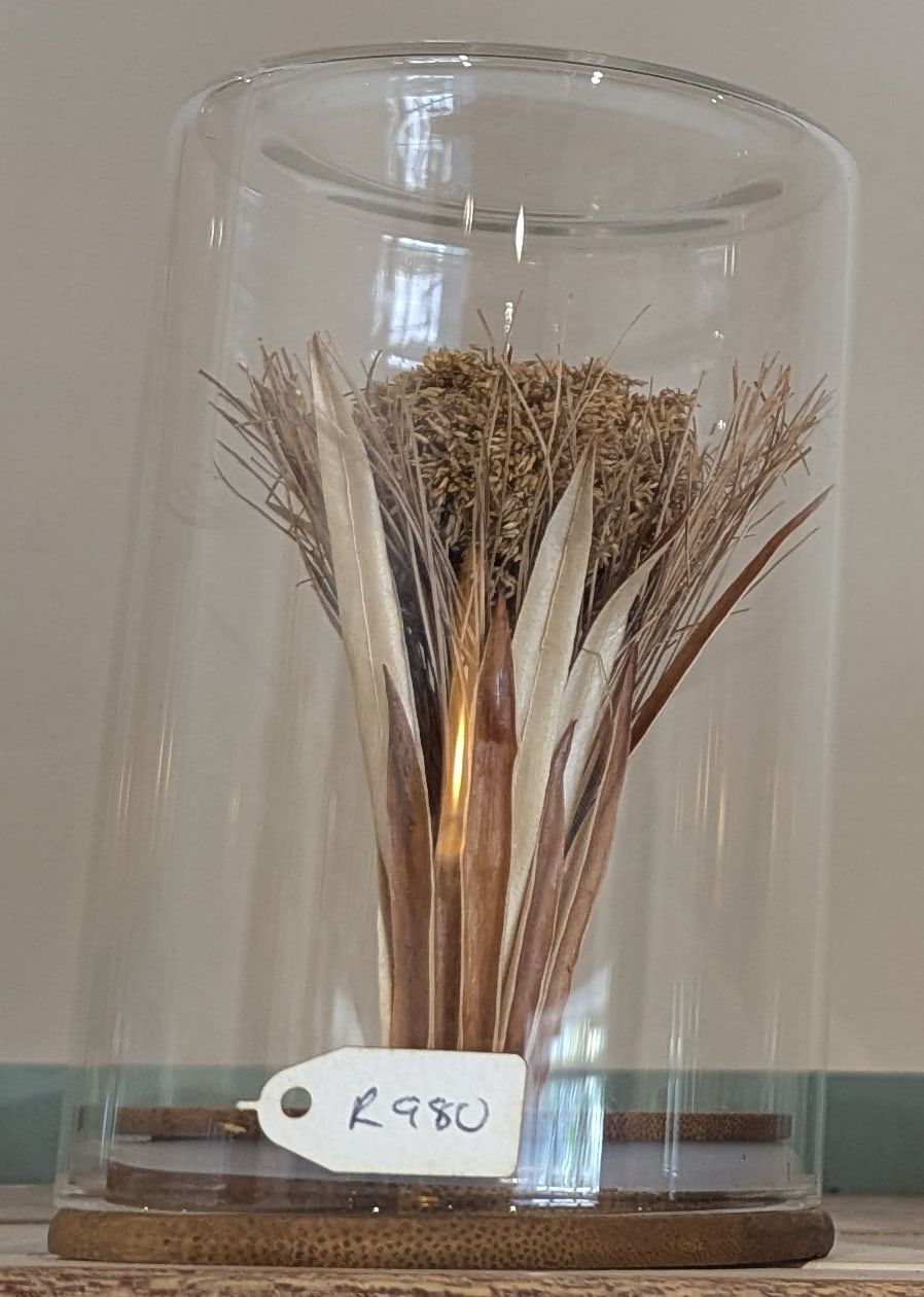 A small bouquet of dried seed heads and pale pointed leaves under a glass dome