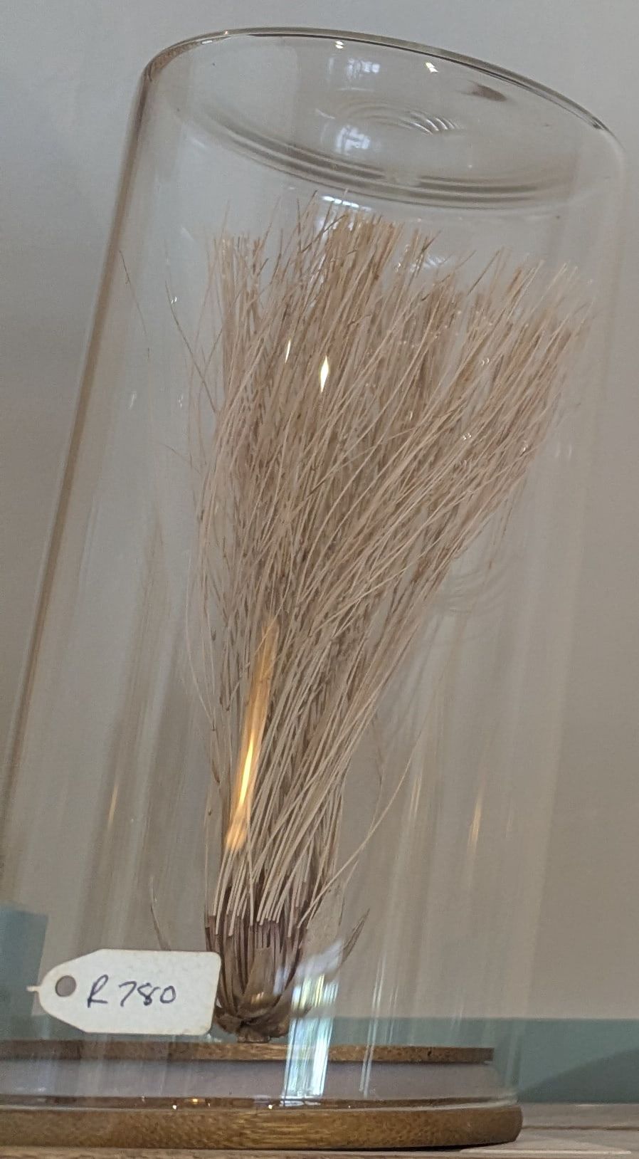 A fan of fine dried reeds under a glass dome