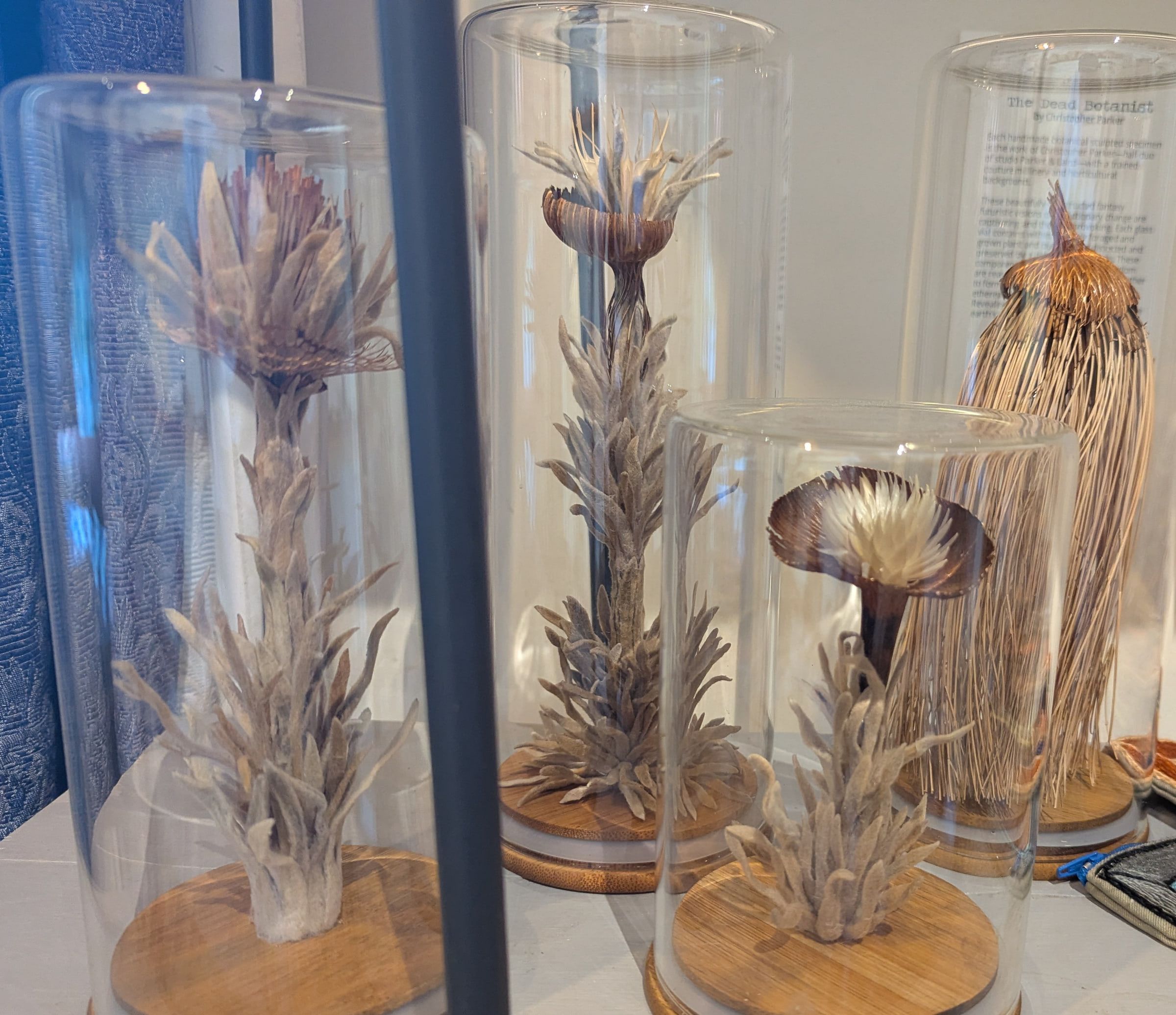Botanicals in glass domes by The Dead Botanist